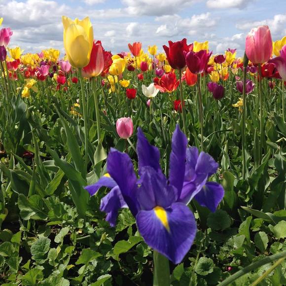 Meet your Posher, Libby - Picture 1 of 1